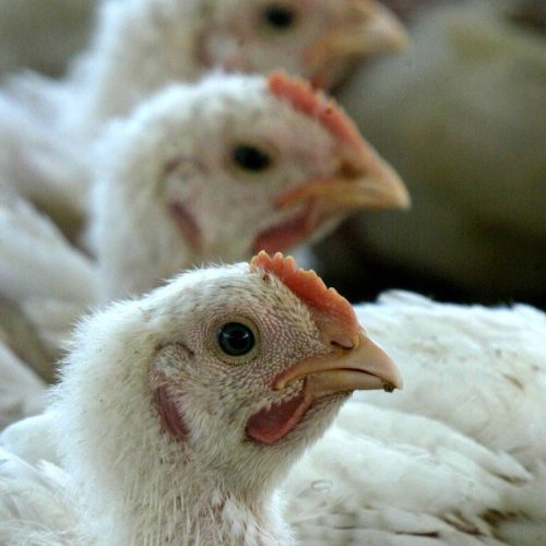 Argentina suspende importação de carne de frango do Brasil após foco de gripe aviária