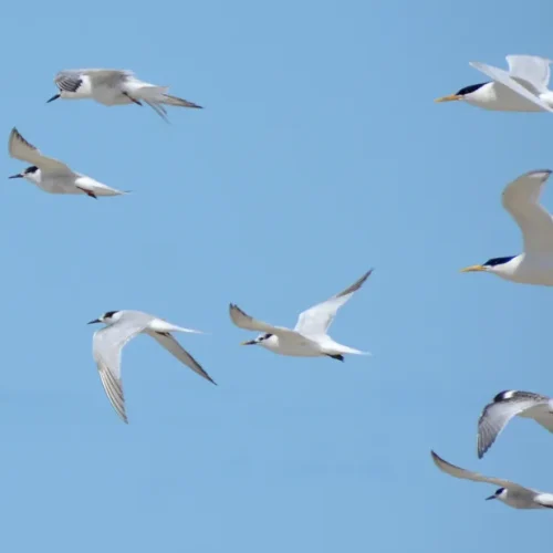 Granjas avícolas em Montenegro (RS), onde foi confirmado o primeiro foco de gripe aviária em granja comercial no Brasil, em 15 de maio de 2025.

